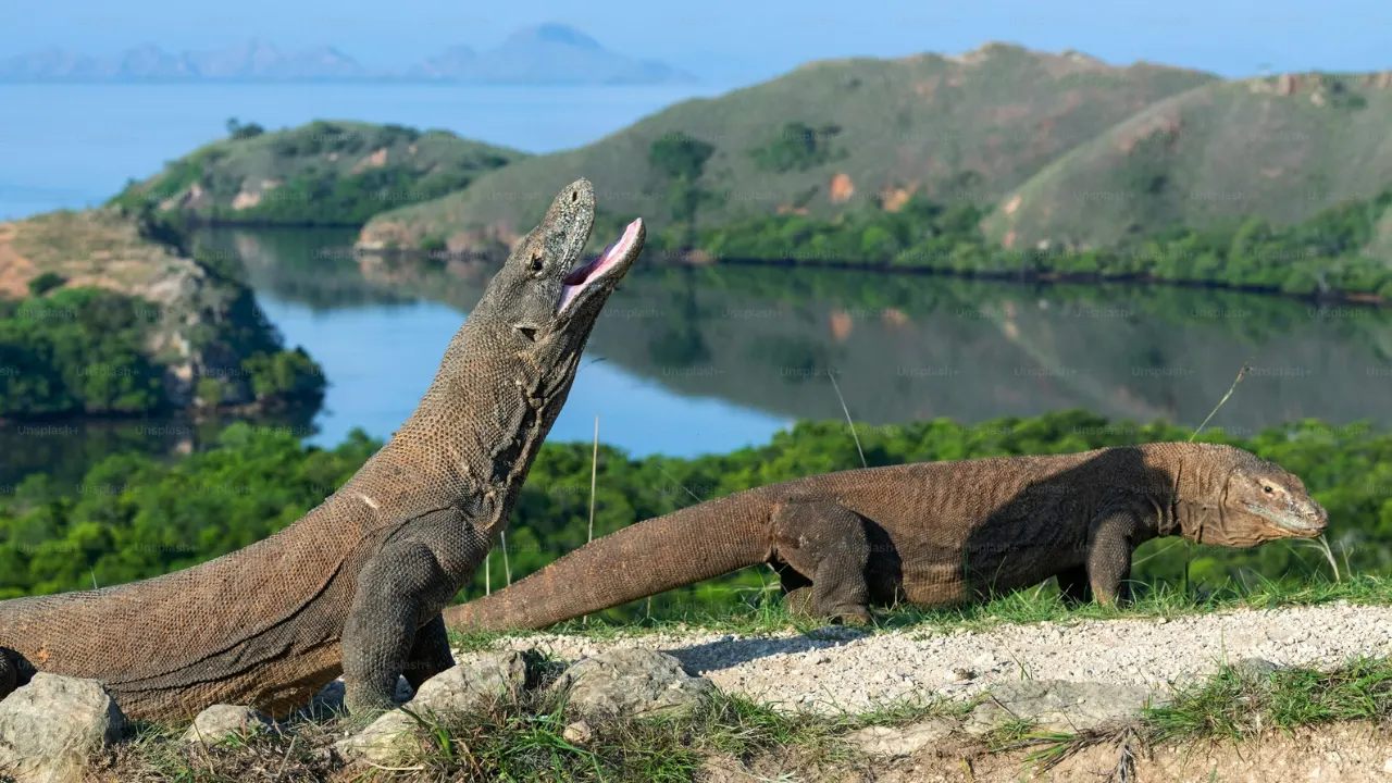 Komodo-Flores-Tour-A-Culture-Meet-Adventure-7-Days-6-Nights-By-Ift-Img8