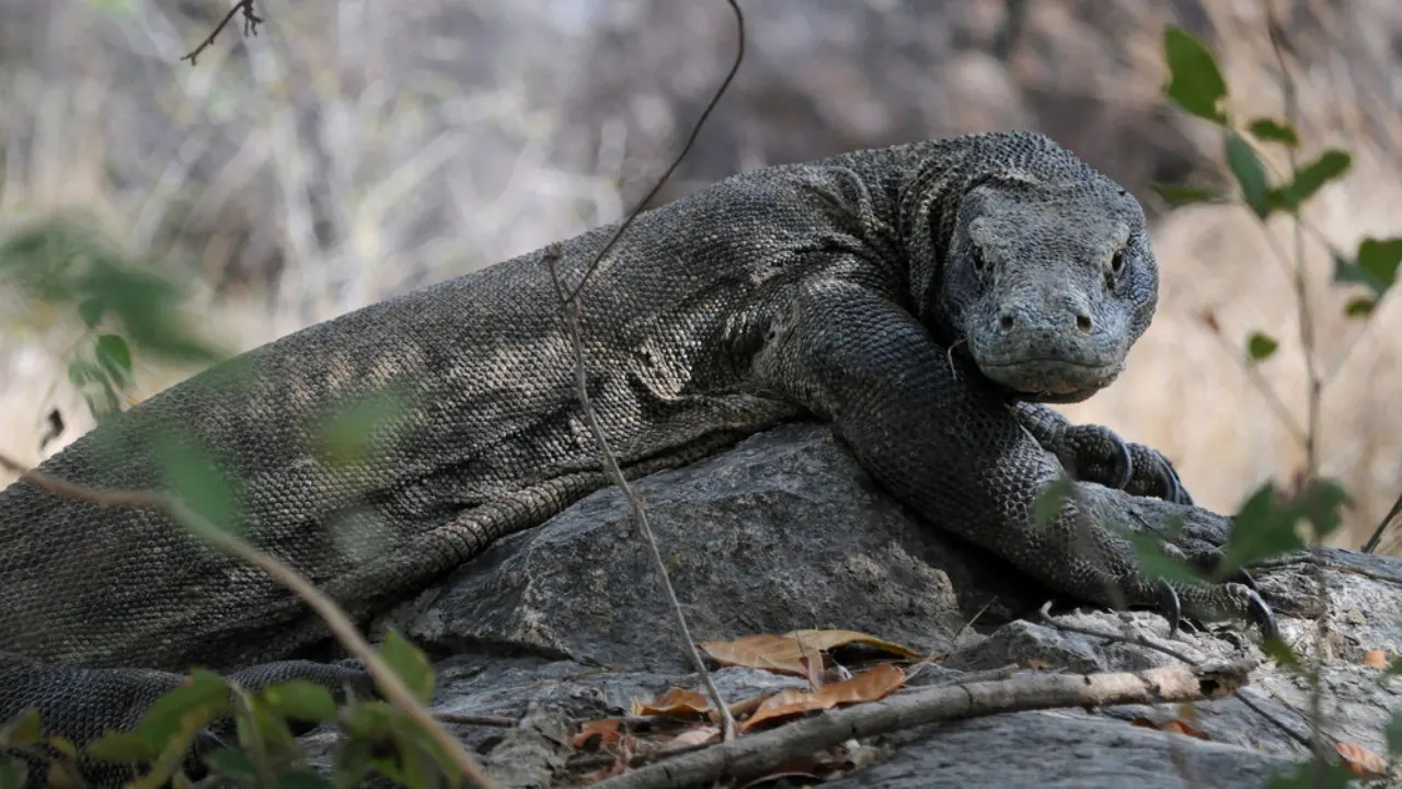 Komodo-Tour-From-Bali-2-Days-1-Night-By-Indonesia-Flores-Tour-Img1